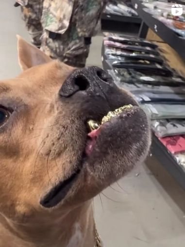 Premium Dental Work